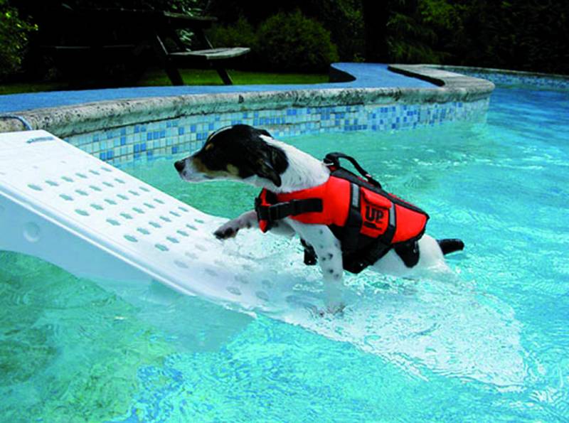 Rampe piscine pour chien/animal de compagnie Skamper-ramp - L'Univers de la  Piscine